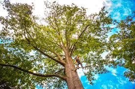 Best Weed Control  in William Paterson University Of New Jersey, NJ