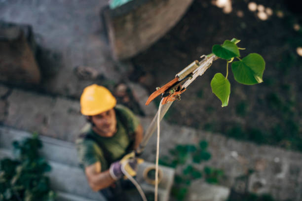 Best Tree Cabling and Bracing  in William Paterson University Of New Jersey, NJ