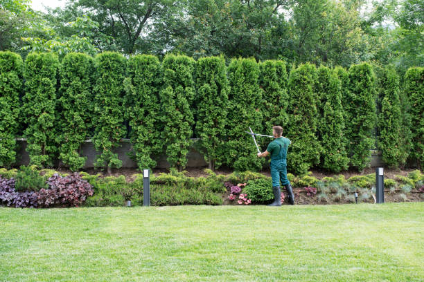  William Paterson University Of New Jersey, NJ Tree Removal Pros