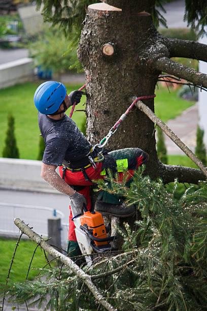Professional Tree Removal in William Paterson University Of New Jersey, NJ