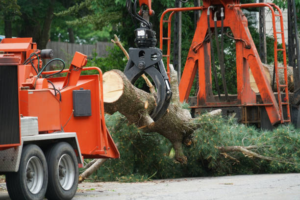 Best Organic Lawn Care Solutions  in William Paterson University Of New Jersey, NJ