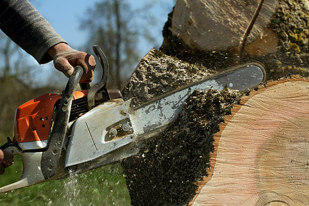 Best Lawn Pest Prevention  in William Paterson University Of New Jersey, NJ